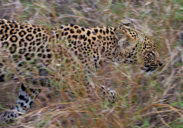 Leopard