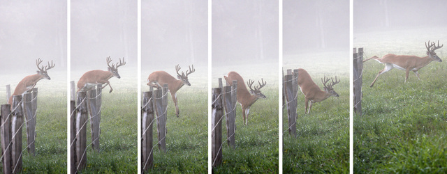 White-tailed Deer, Cade's Cove, TN