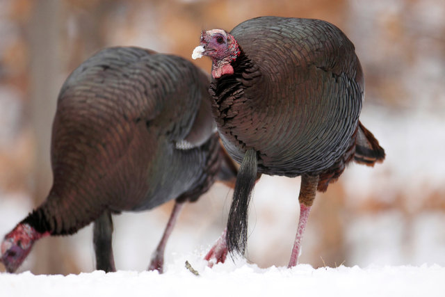 Eastern Wild Turkey, winter, Ohio