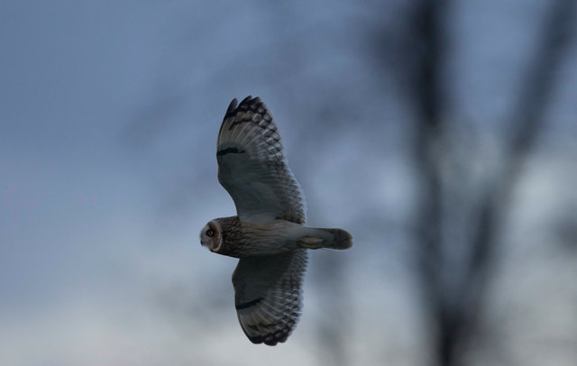 Short-eared Owl