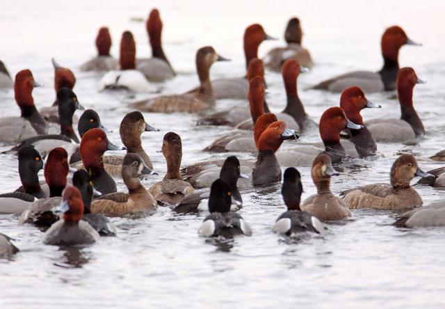 Redheads and Ring-necked Ducks, early March, South Central Ohio