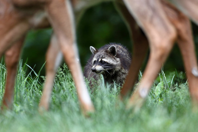 Common Raccoon, Ohio