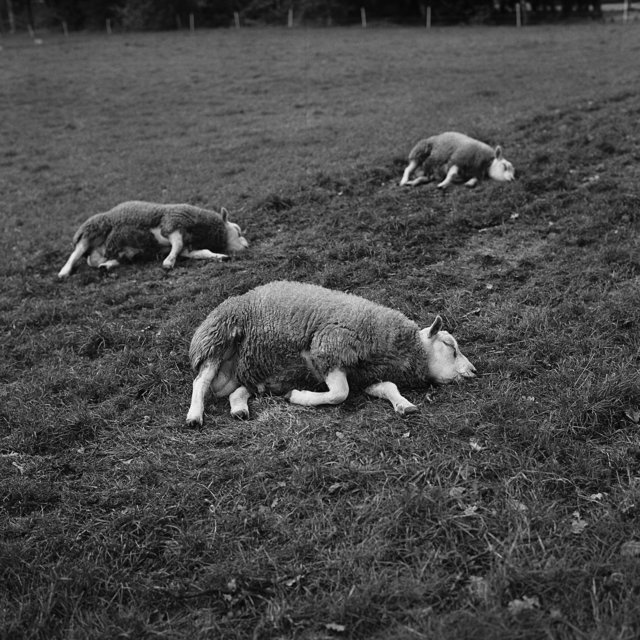 schaapjes - 2006-03-20 at 12-15-20.jpg