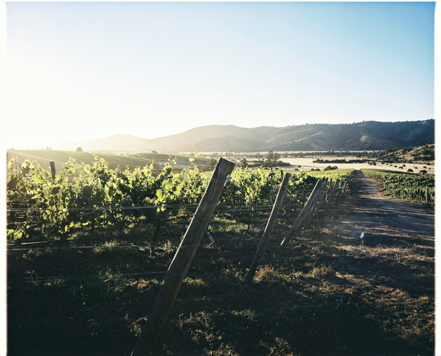 matetic chardonnay