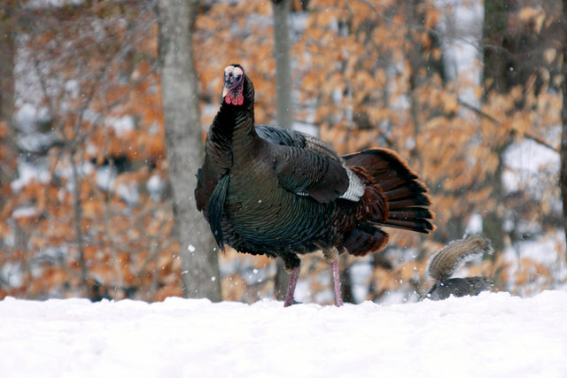 Wild Turkey, early spring, southern Ohio