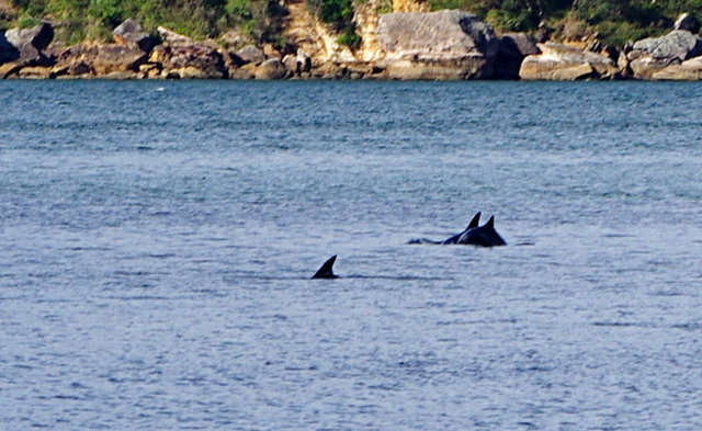 Dolphins from Resolute Beach (6) edited VB.JPG