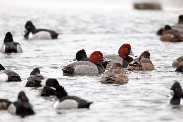 Redheads and Ring-necked Ducks, early March, South Central Ohio