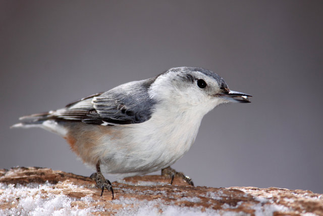 White-breasted Nuthatch, winter, Ohio