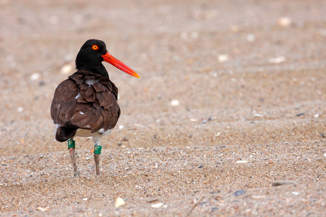 American Oystercatcher, North Carolina