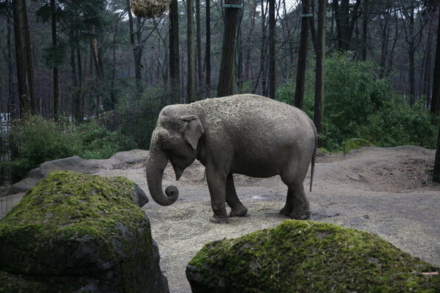 olifant