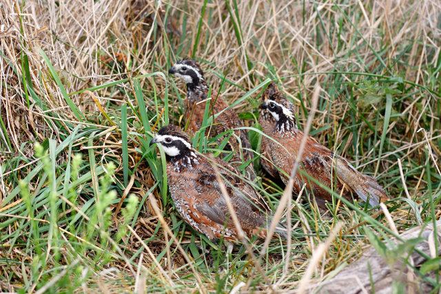 Covey of Northern Bobwhite Quail, southern Ohio