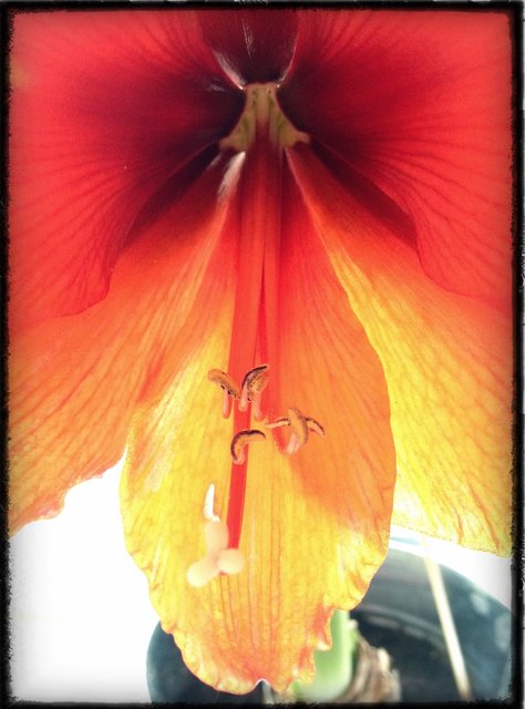 Red Flower Blooming