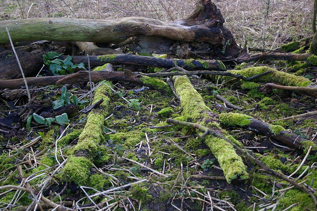 Mossy branches Lea Valley VB.JPG