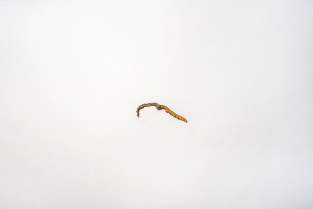 Ophiocordyceps Sinensis 虫草, 冬虫夏草 Dōng chóng xià cǎo