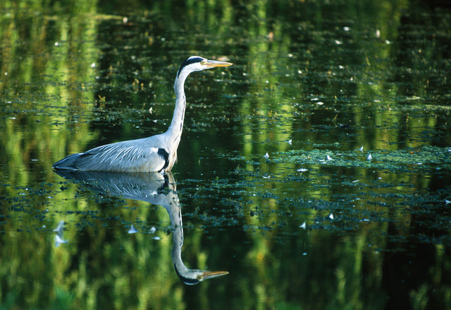 Grey heron