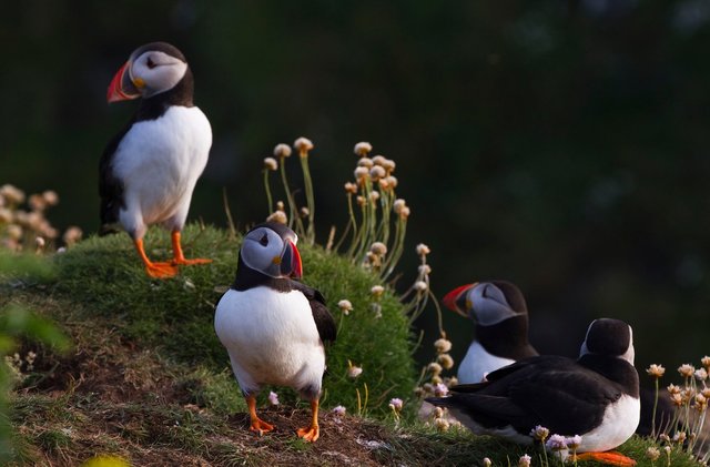 Puffins
