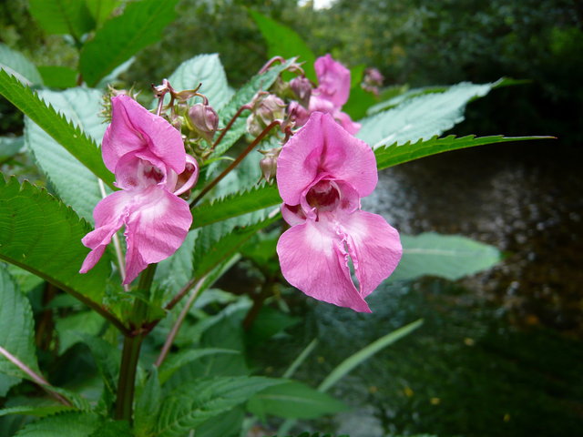 Flowers near Waterend House VB.JPG