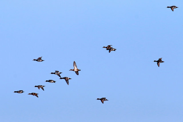 Ring-necked Ducks, March, Ohio