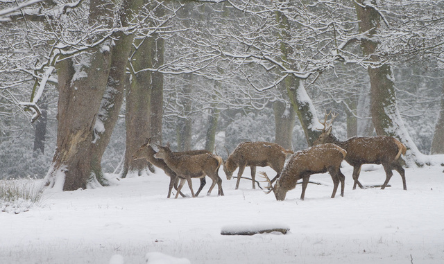 Red deer