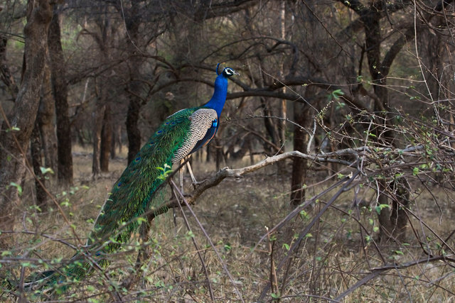 Indian Peafowl