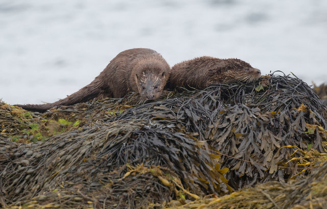 Otters