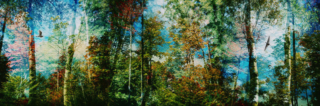 Autumn Day Dreams. Staten Island Greenbelt, NY
