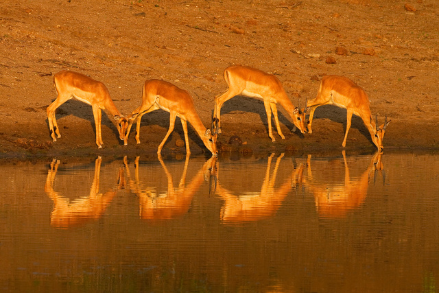 Impalas