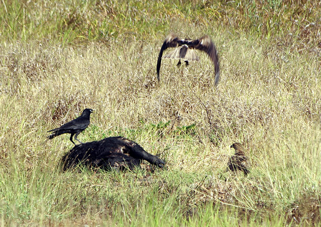 Arnhem Highway Raptors (1) VB.JPG