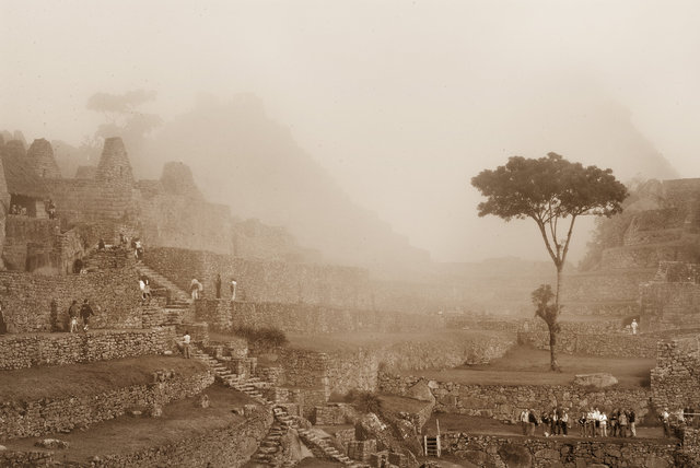 Machu Pichu Tree