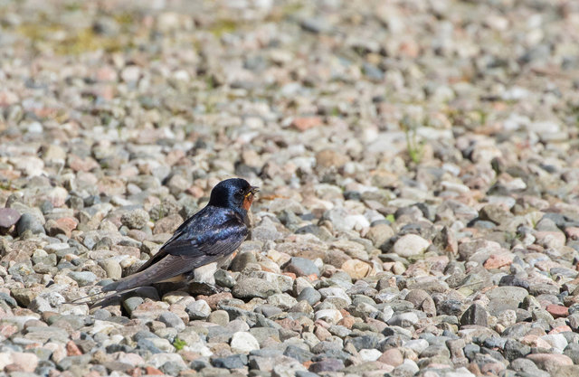 Swallow