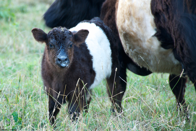 Baby Cow, Southborough, MA