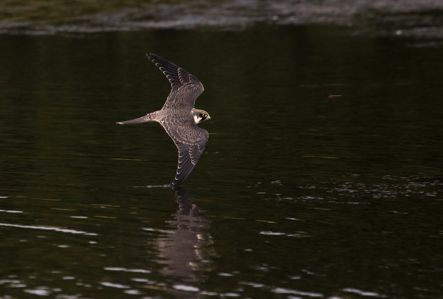 Hobby