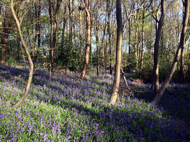 Bluebells at Turpins Ride (9) VB.JPG