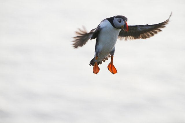 Puffin