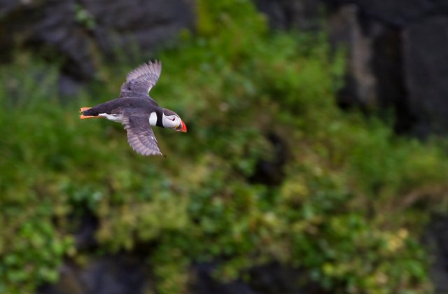 Puffin
