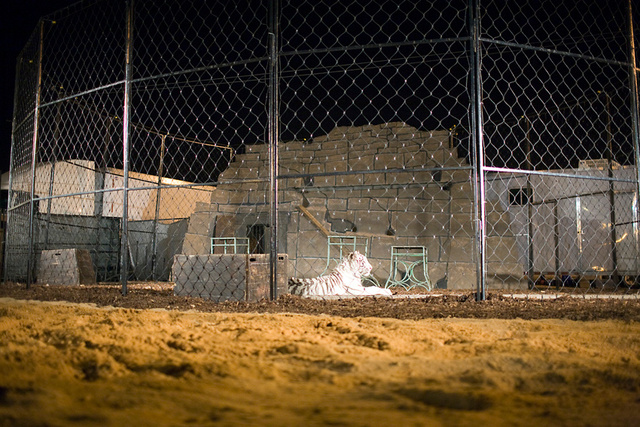 Albino tiger (Panthera tigris).