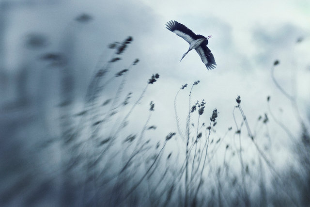 Dream Of Zenith