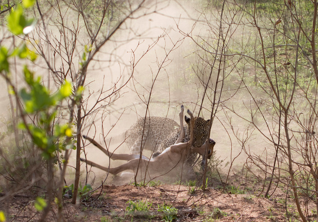 Leopard catching impala