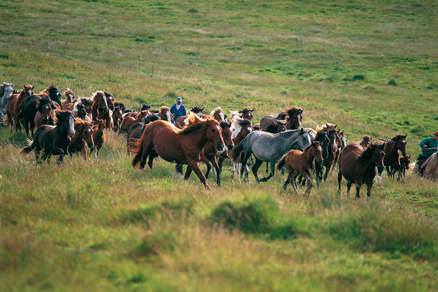 "Curros",rassemblement de chevaux savages près de Viveiro