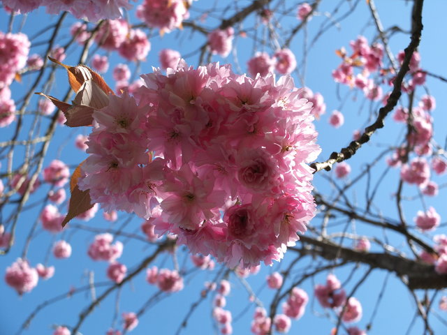 Pink Blossom 2 by Alison Gracie