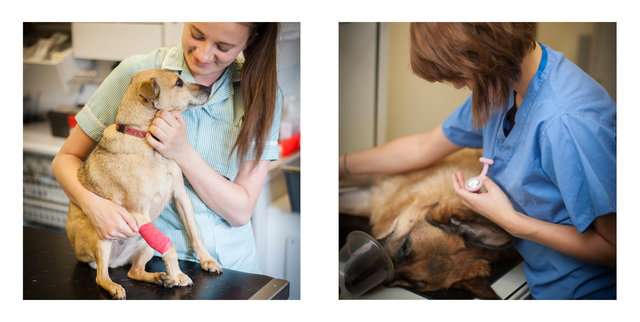 Nick John Lord veterinary photography