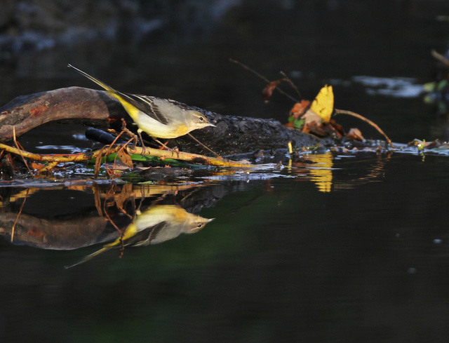 Grey Wagtail