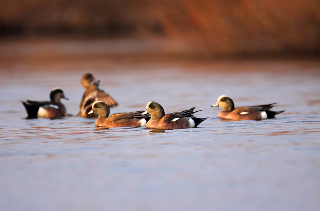 American Wigeon, March, South Central Ohio