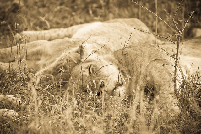 The Lion Sleeps