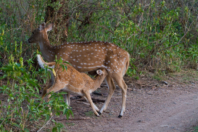 Spotted Deer
