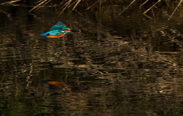 Kingfisher with fish