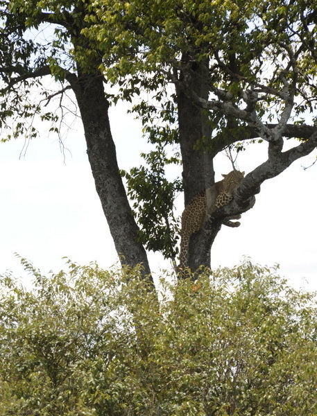 Tree Leopardess, Masai Mara