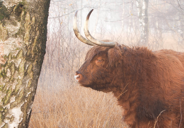 Schotse Hooglander