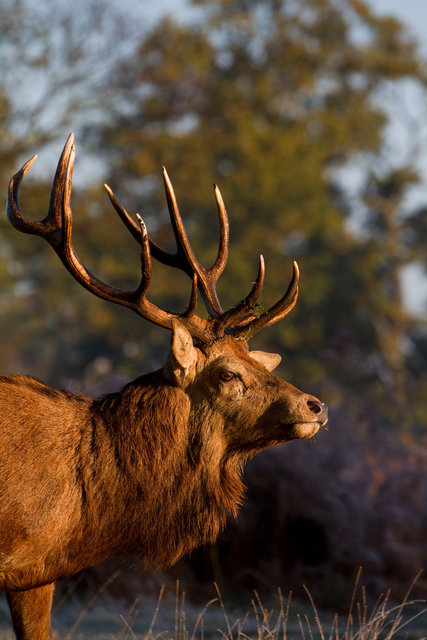 Red deer stag