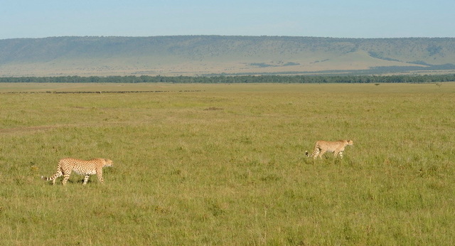 Cheetah Brothers, Masai Mara